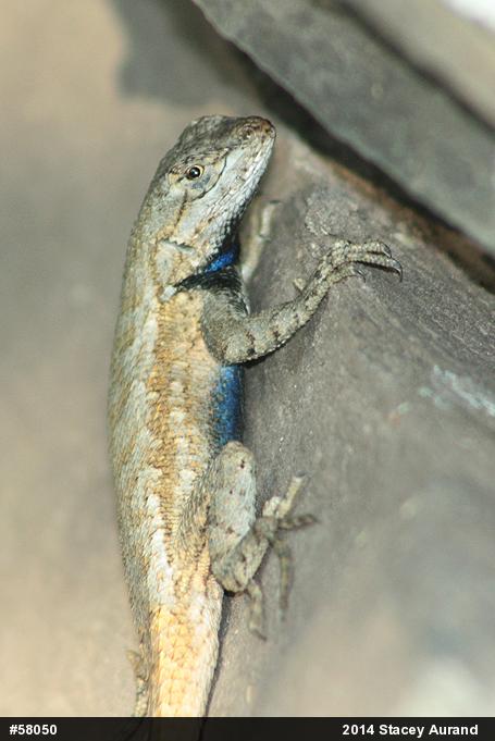 Eastern Fence Lizard