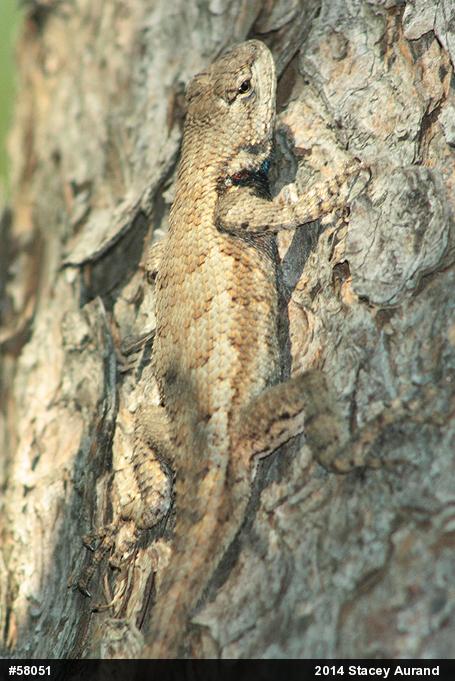 Eastern Fence Lizard