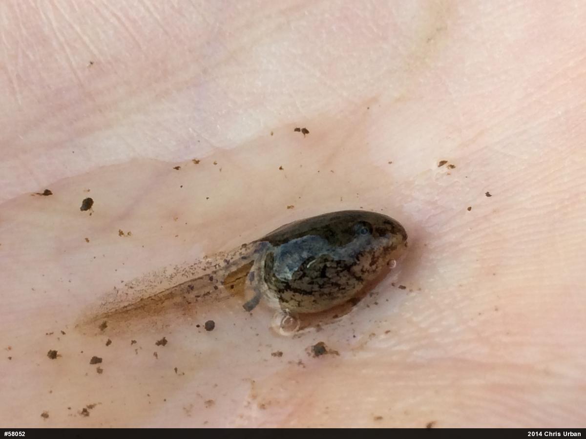 Northern Leopard Frog