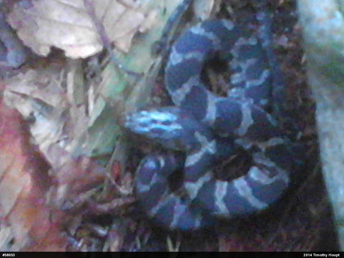 Northern Watersnake