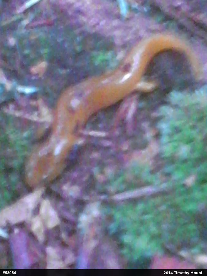 Northern Spring Salamander