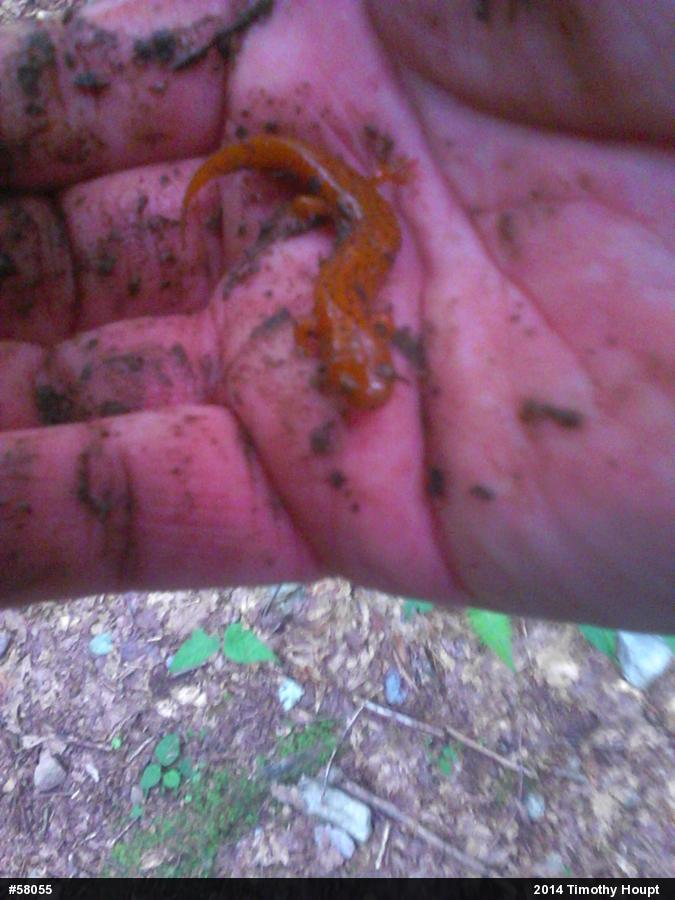 Northern Red Salamander