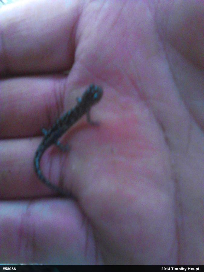 Northern Slimy Salamander
