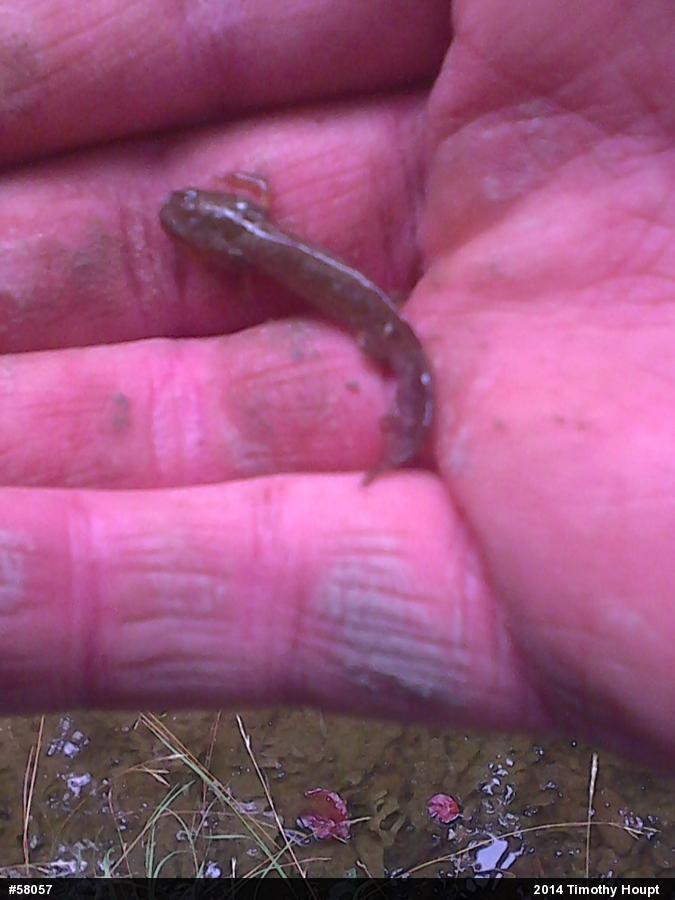 Spotted Salamander