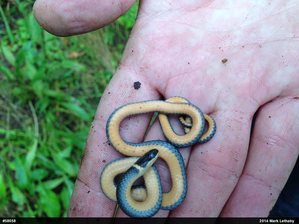 Northern Ring-necked Snake