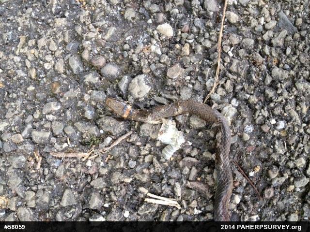 Northern Ring-necked Snake