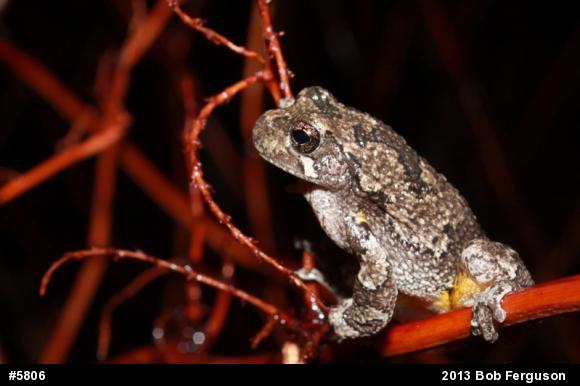 Gray Treefrog