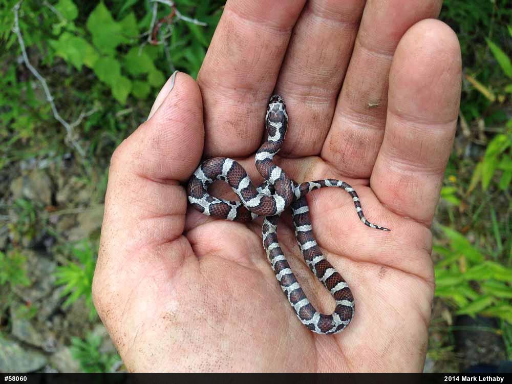 Eastern Milksnake