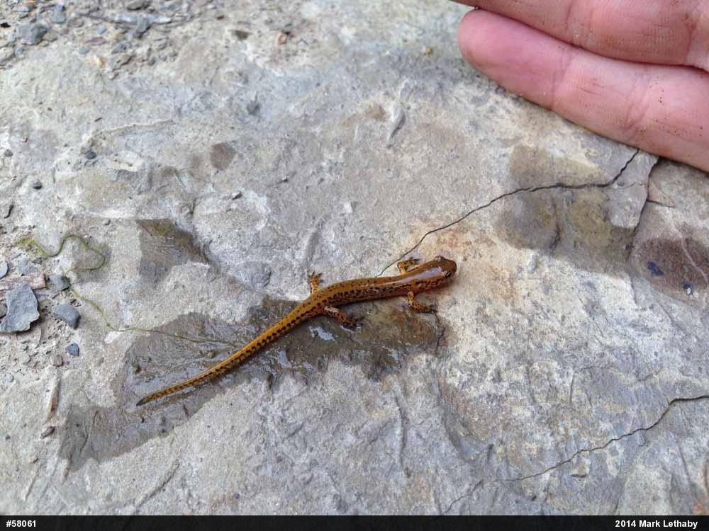 Eastern Long-tailed Salamander