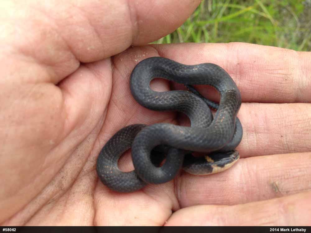 Northern Ring-necked Snake