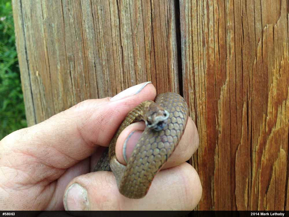 Red-bellied Snake