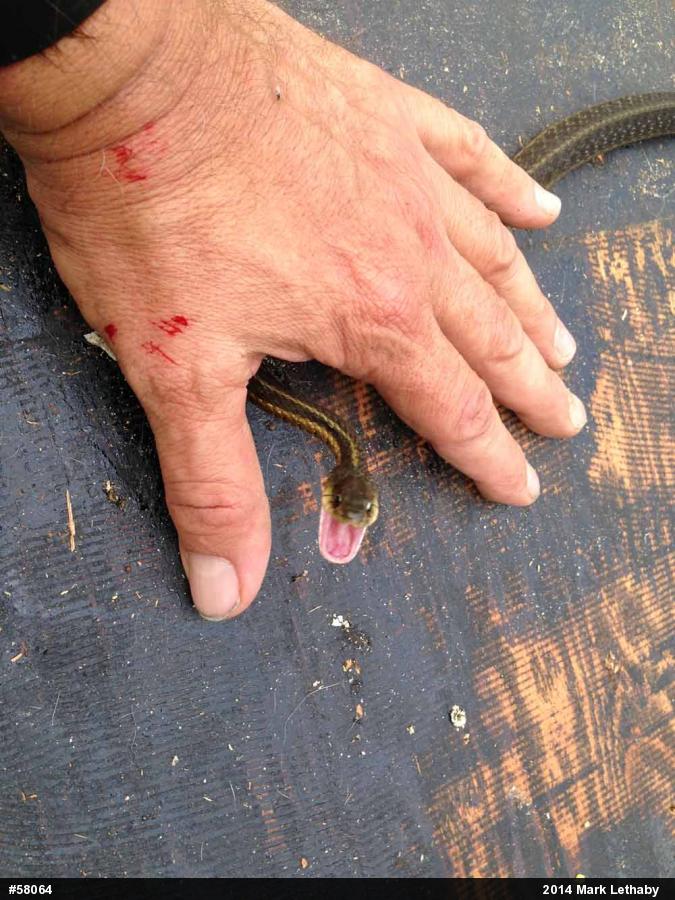 Eastern Gartersnake