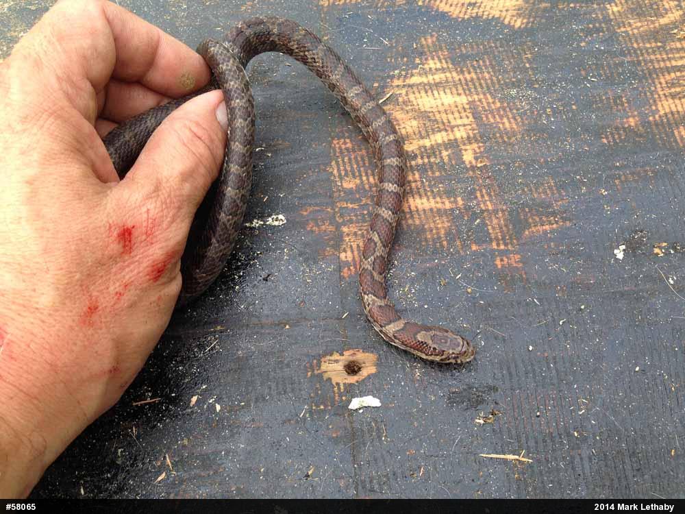 Eastern Milksnake