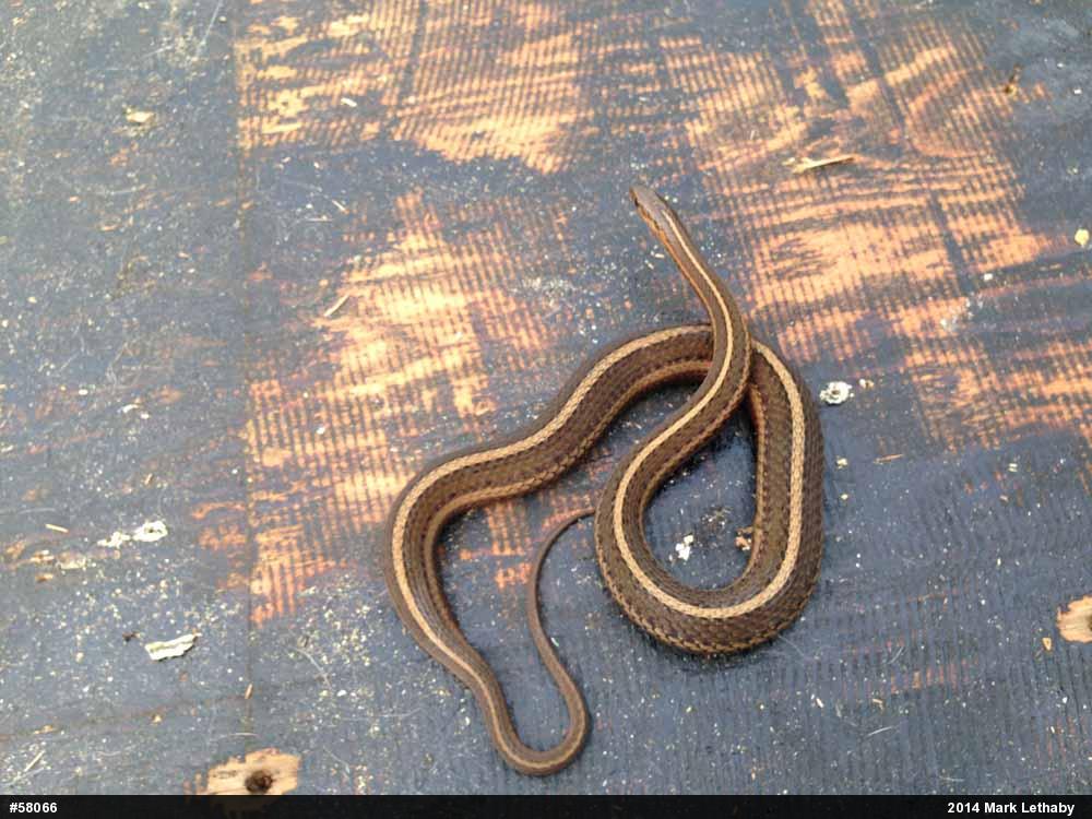 Shorthead Gartersnake