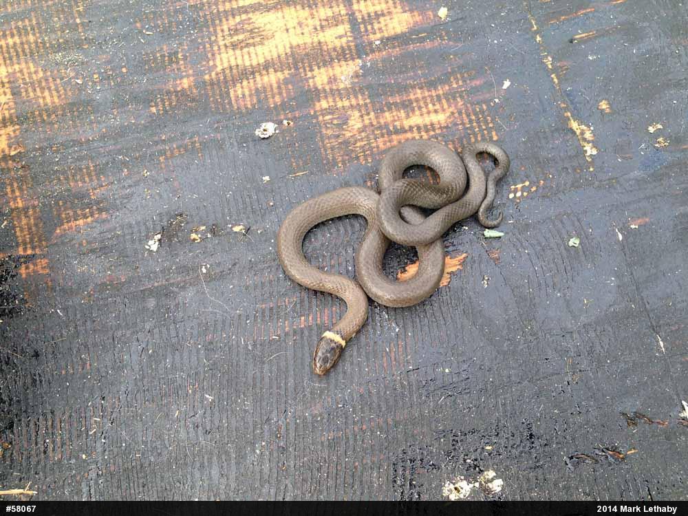 Northern Ring-necked Snake