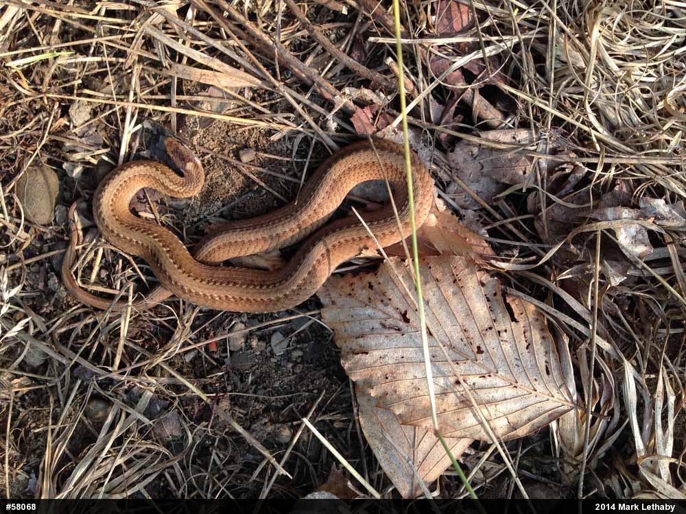 Red-bellied Snake