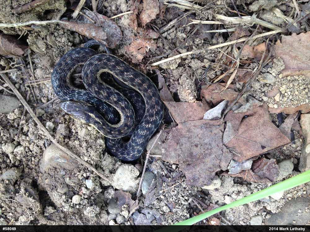 Eastern Gartersnake