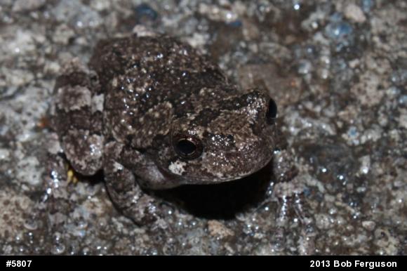 Gray Treefrog