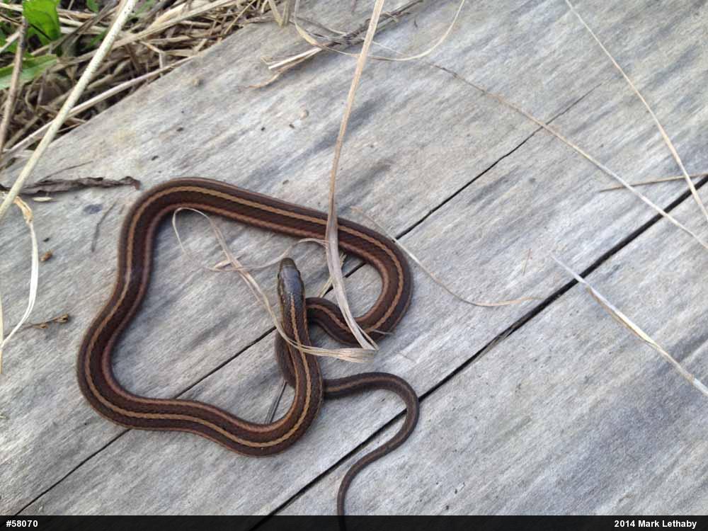 Shorthead Gartersnake