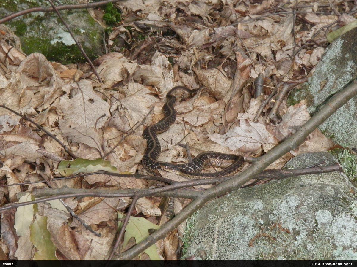 Eastern Gartersnake