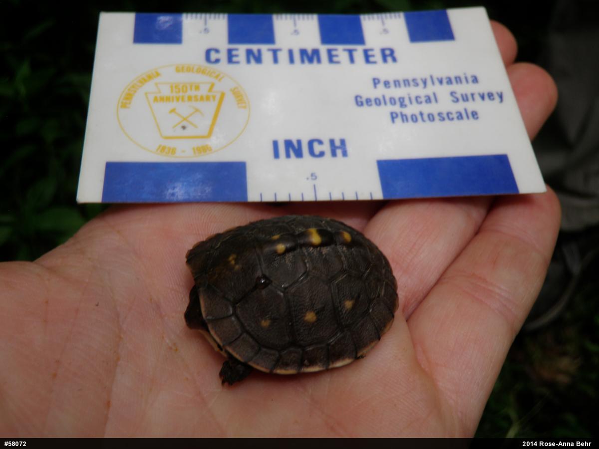 Eastern Box Turtle