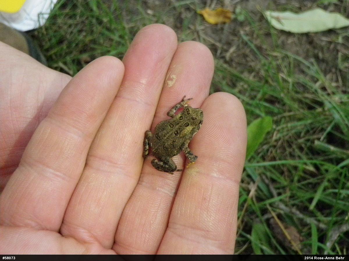 Eastern American Toad