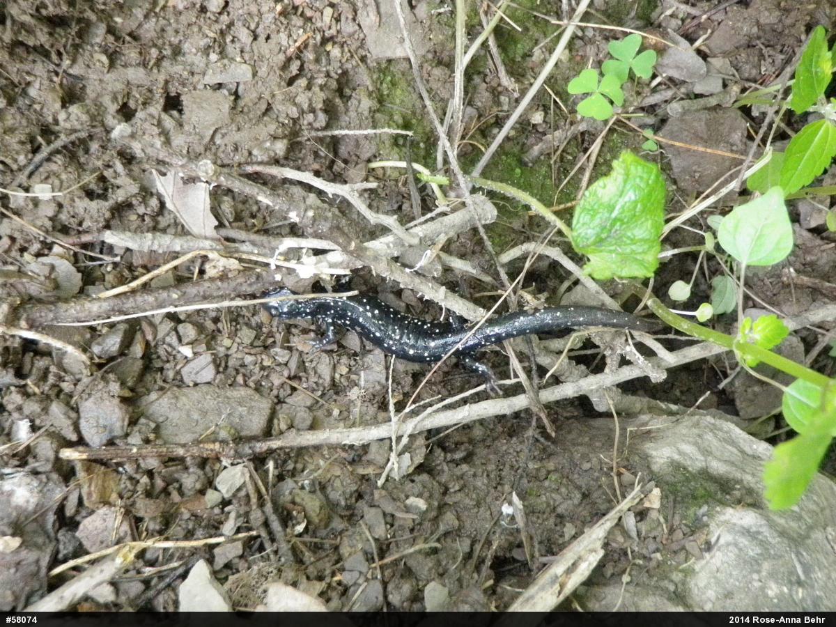 Northern Slimy Salamander