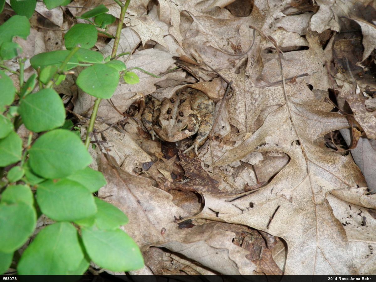 Eastern American Toad