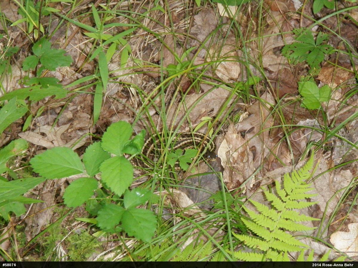 Eastern Gartersnake