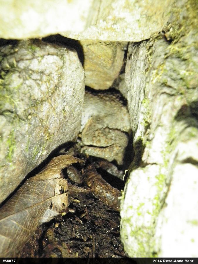 Eastern American Toad