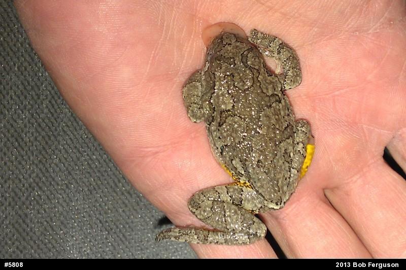 Gray Treefrog