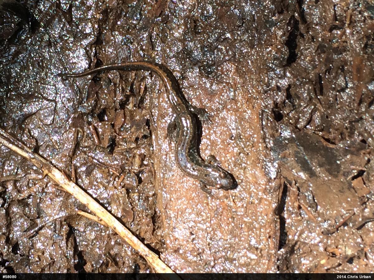Northern Dusky Salamander