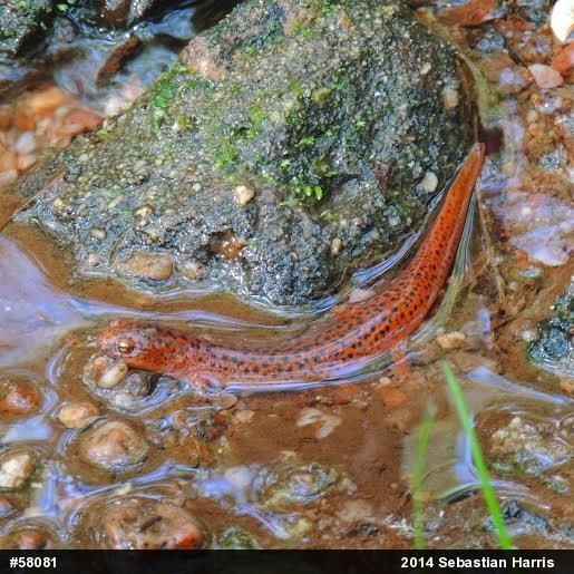 Northern Red Salamander