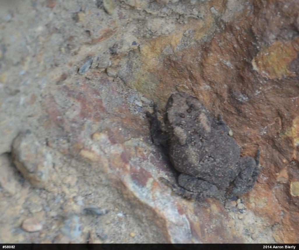 Eastern American Toad