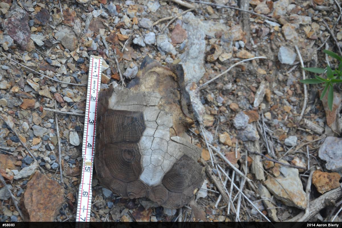 Wood Turtle