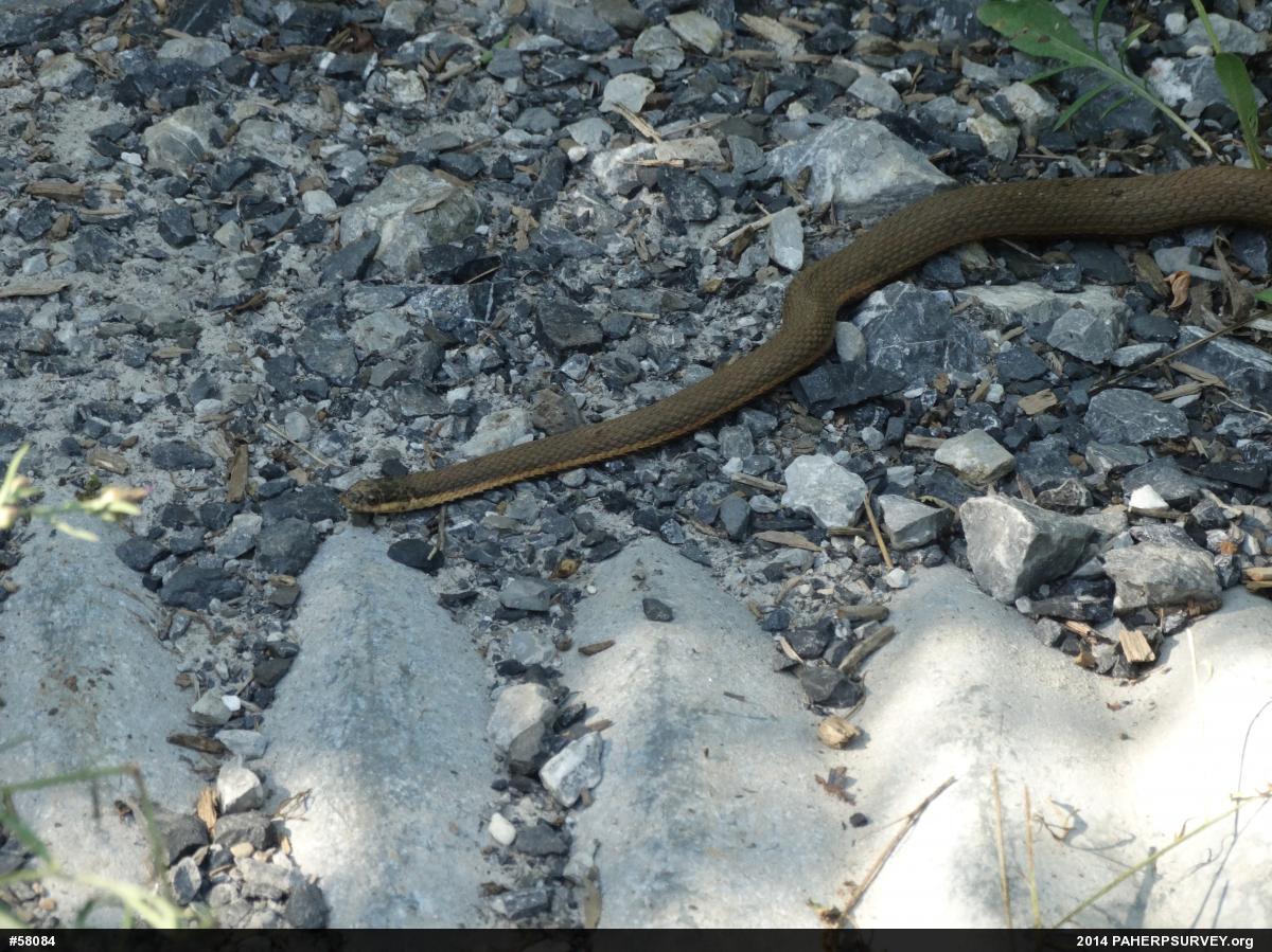Queensnake