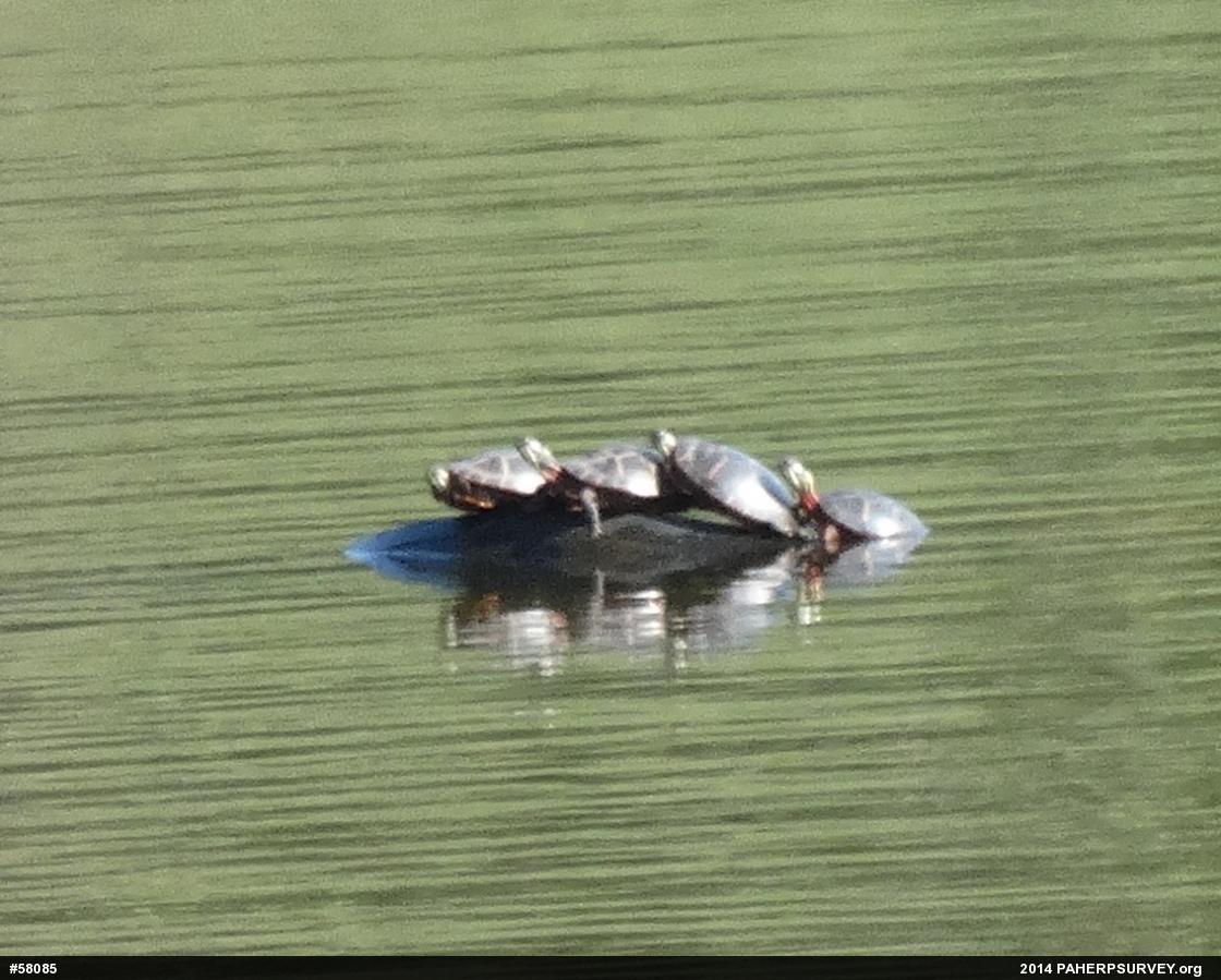 Eastern Painted Turtle