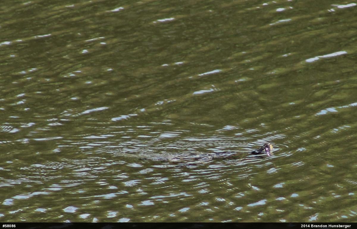 Northern Map Turtle