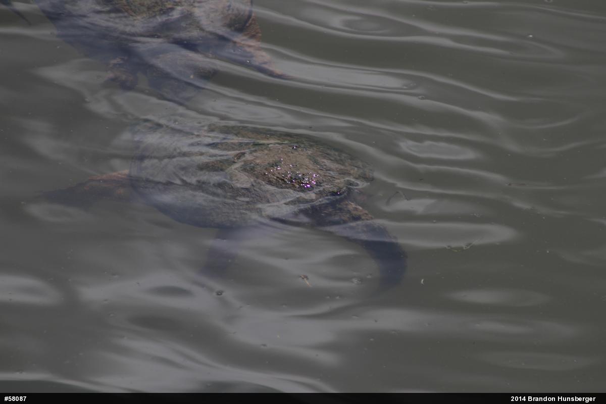 Snapping Turtle