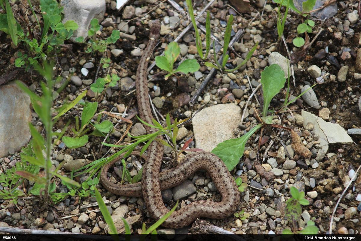 Dekay's Brownsnake