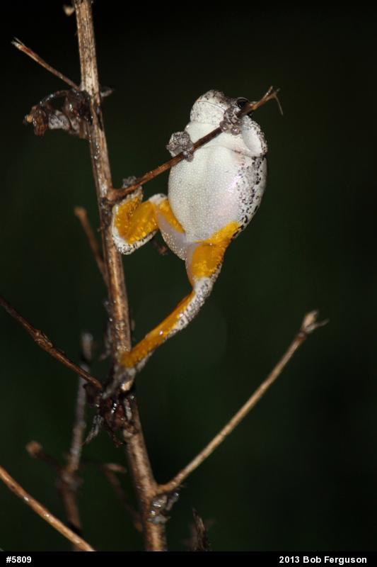 Gray Treefrog