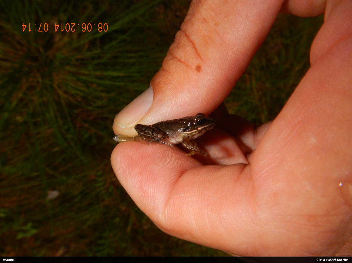 Wood Frog