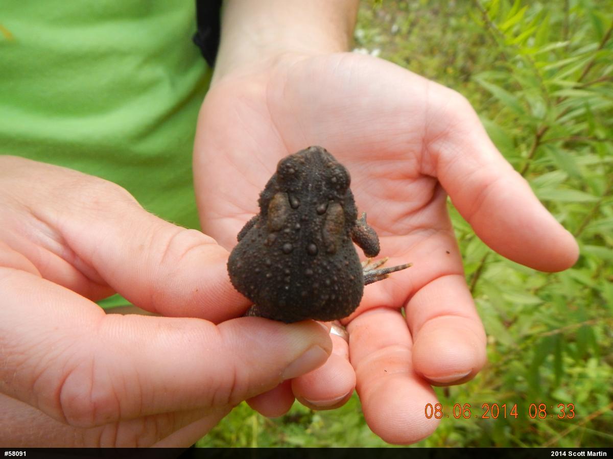 Eastern American Toad