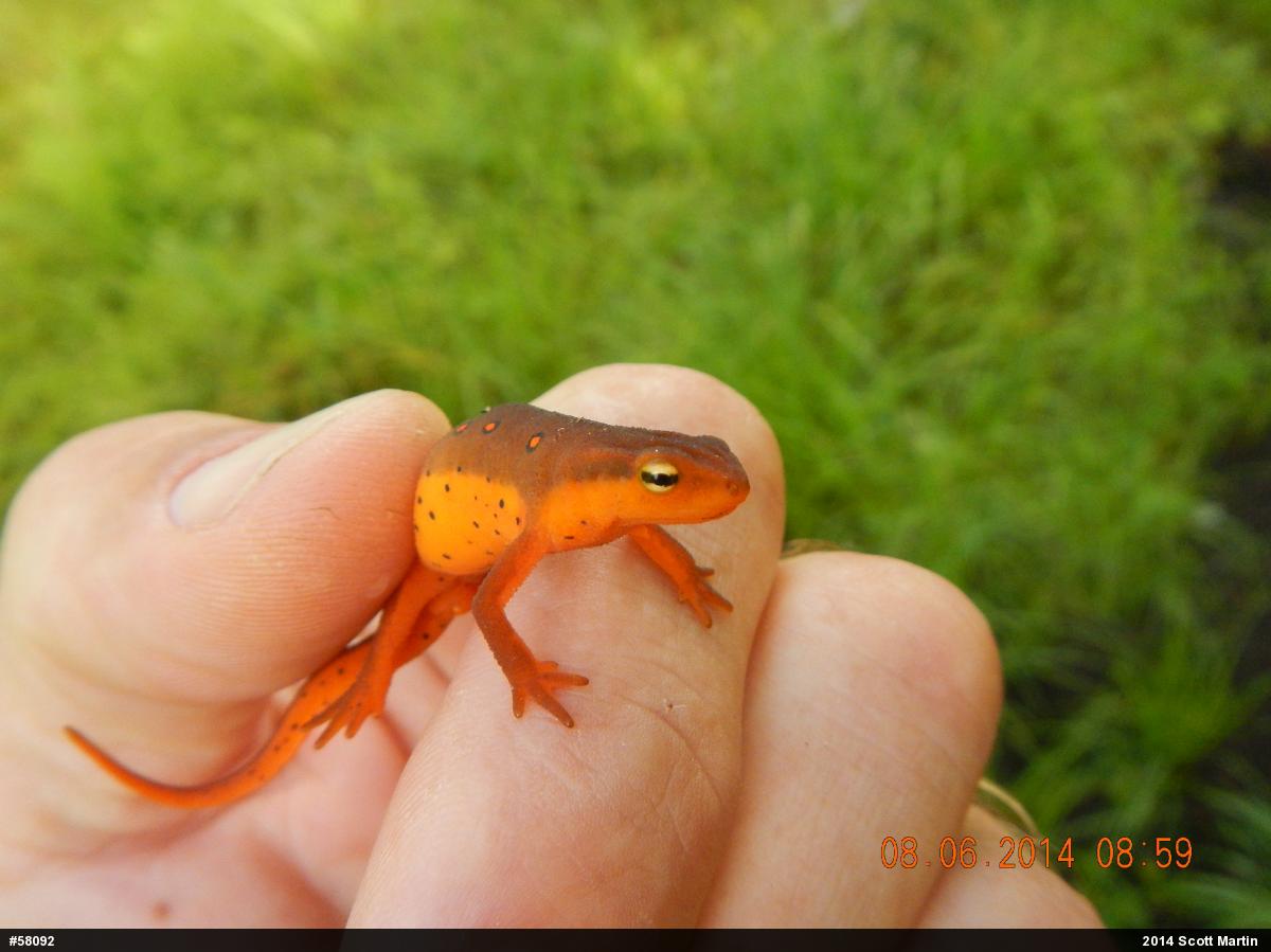 Red-spotted Newt