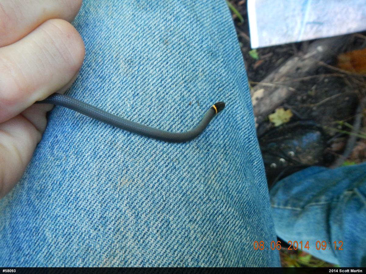 Northern Ring-necked Snake