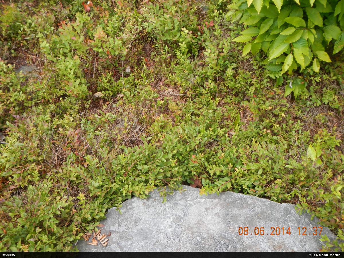 Timber Rattlesnake