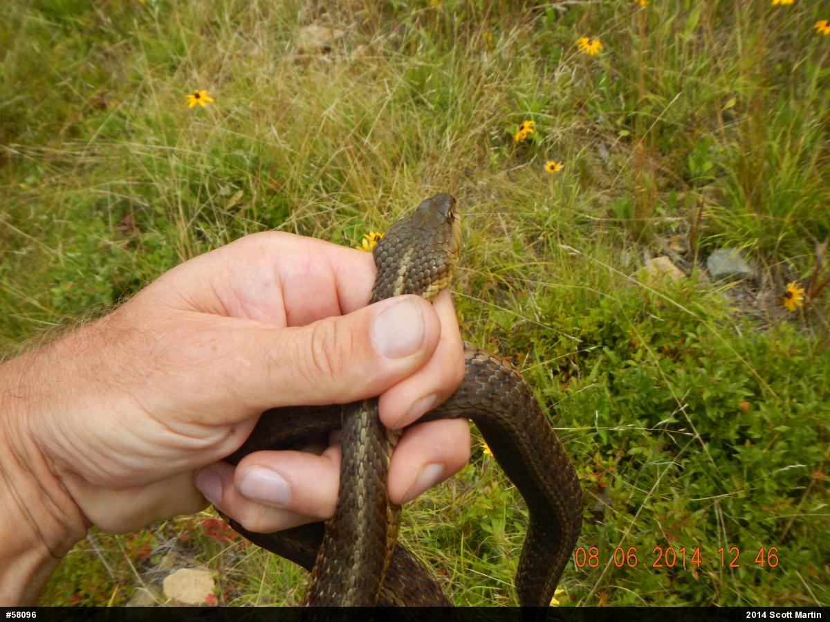 Eastern Gartersnake