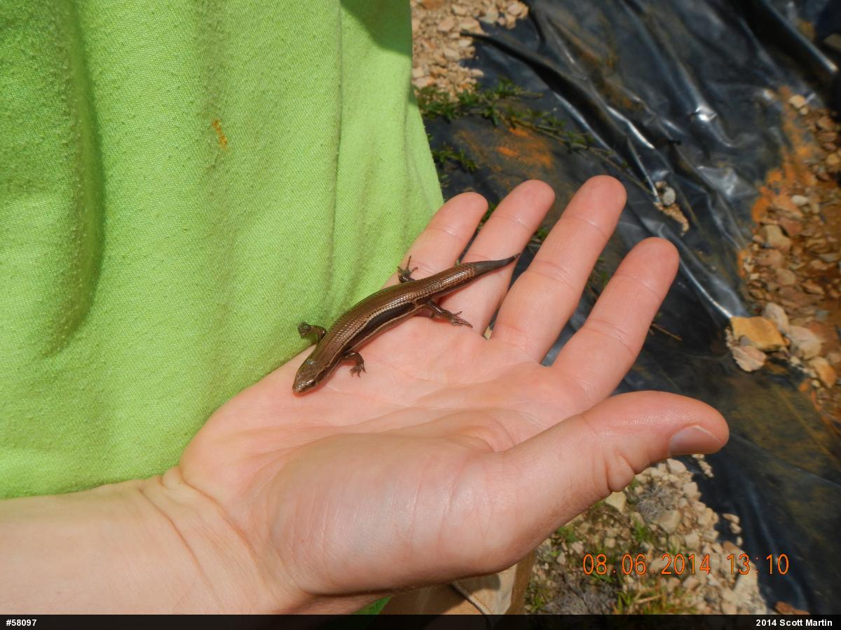 Northern Coal Skink