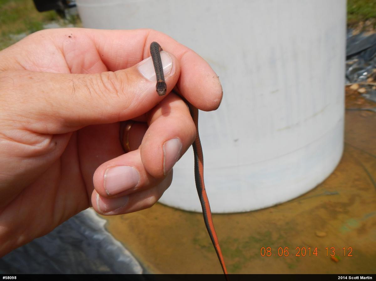 Red-bellied Snake