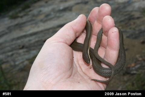 Queensnake